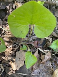 Asarum canadense image